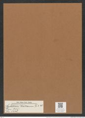 Stictodiscus haitianus Tr. et W. (de-Toni-Nr.: Genus 205, Species 5238) Zeichnungen Sammlung Grunow Mappe 05004 (Herbarium_W_Grunow_drawings_Folder_05004)